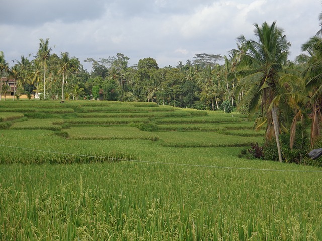 Riževa polja v Ubudu. (foto: pixabay.com)